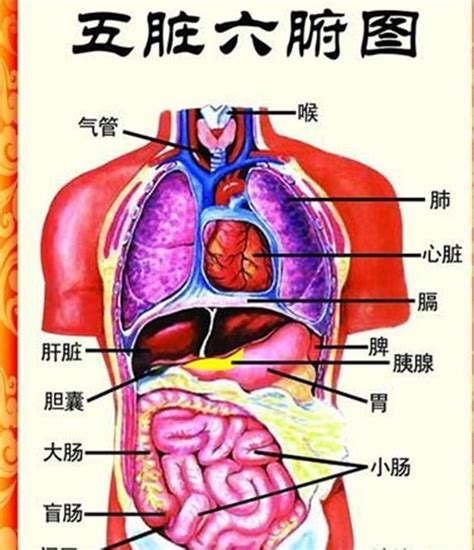 胃 位置|人体图五脏的位置图分布图 (人体结构解剖图)